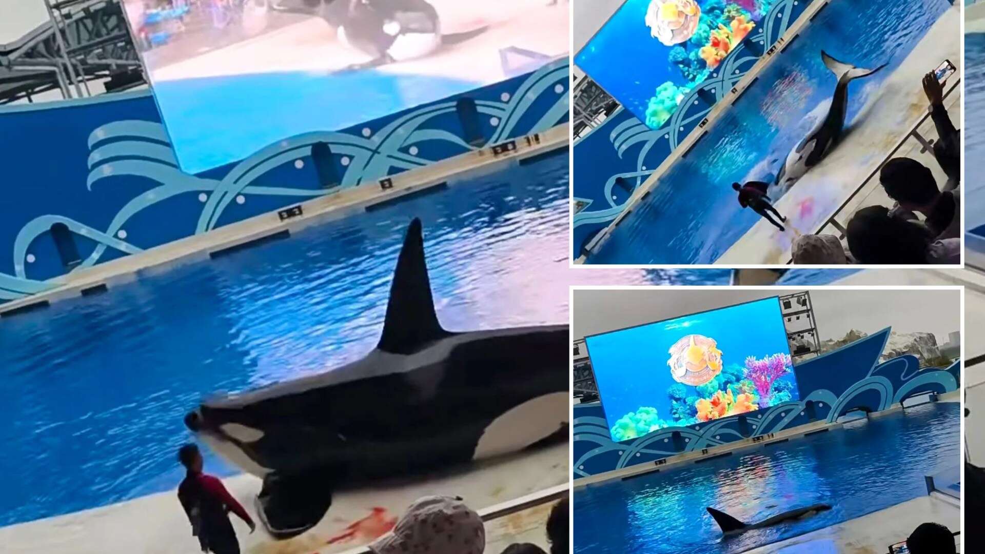 Moment injured killer whale spurts blood as cruel aquarium show goes wrong