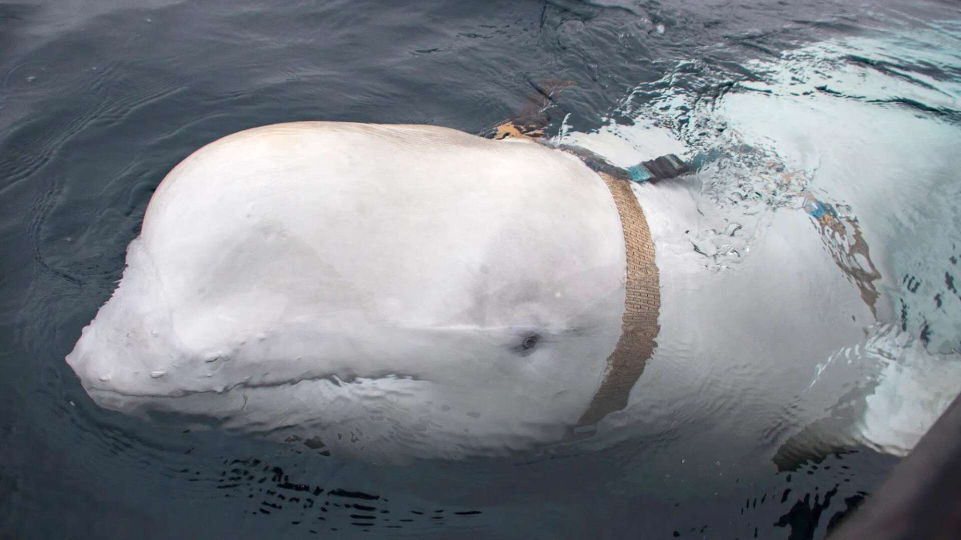 Mystery behind Putin's spy whale  revealed as doc claims it had secret mission