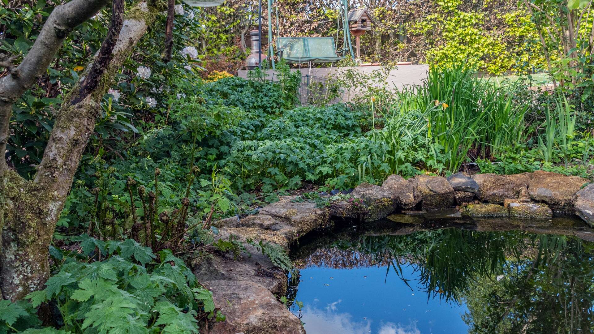 I’m a garden pro - 3 pests to beware of with ponds & how to prevent them