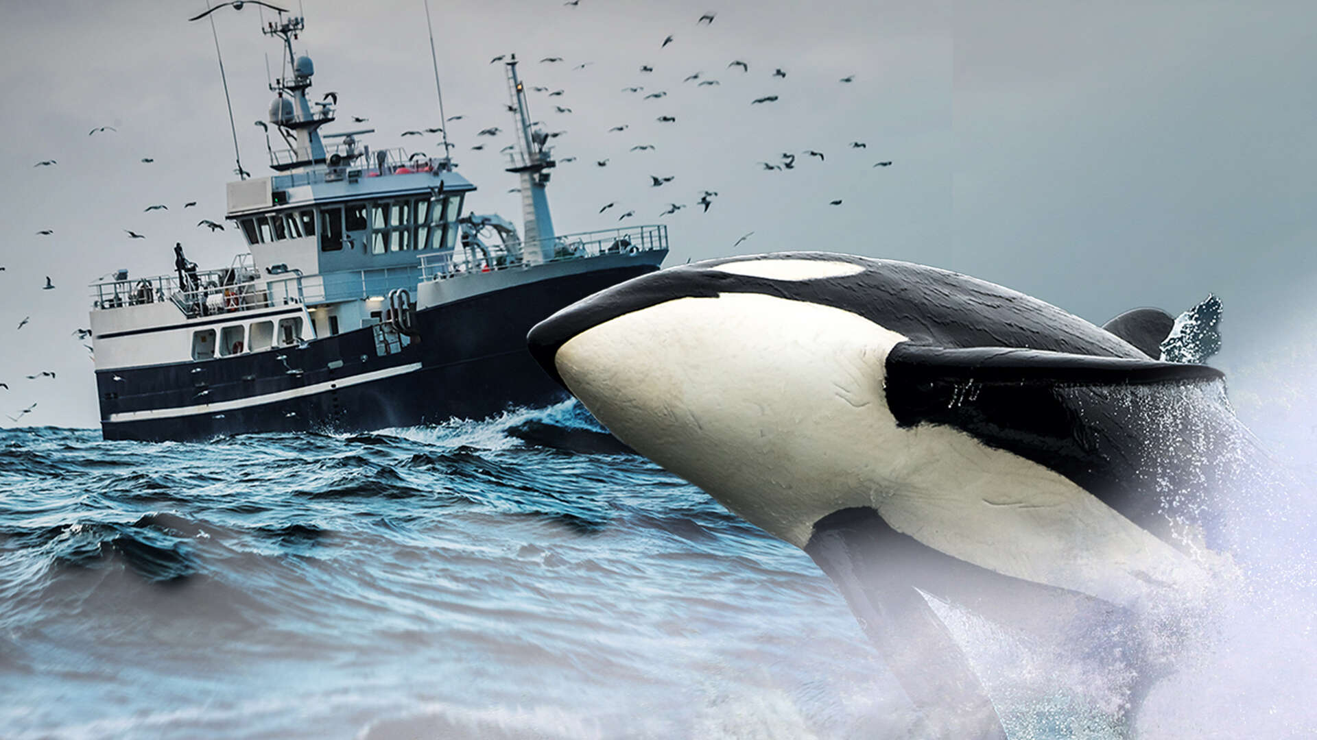 Mystery over boat-ramming killer whales blamed for sinking yachts solved