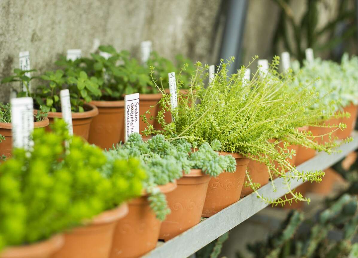 Gardener's tip protects plants from frost - using an item you usually bin