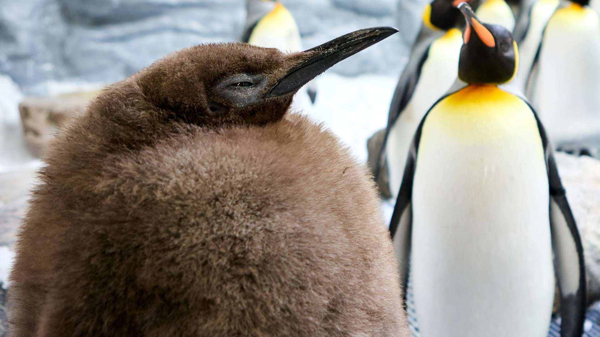 ‘World’s fattest penguin’ is 50lbs & fans fly 10,500 miles to see him