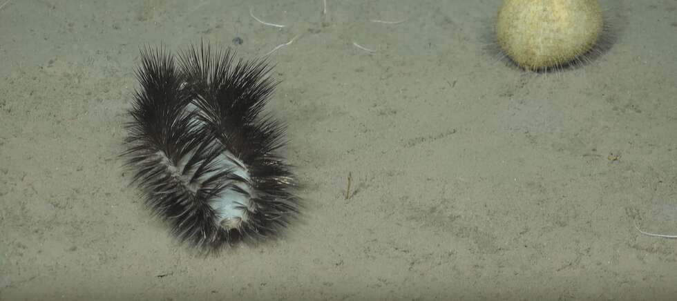 Creepy alien-like sea creature covered in GLOWING spikes filmed for 1st time