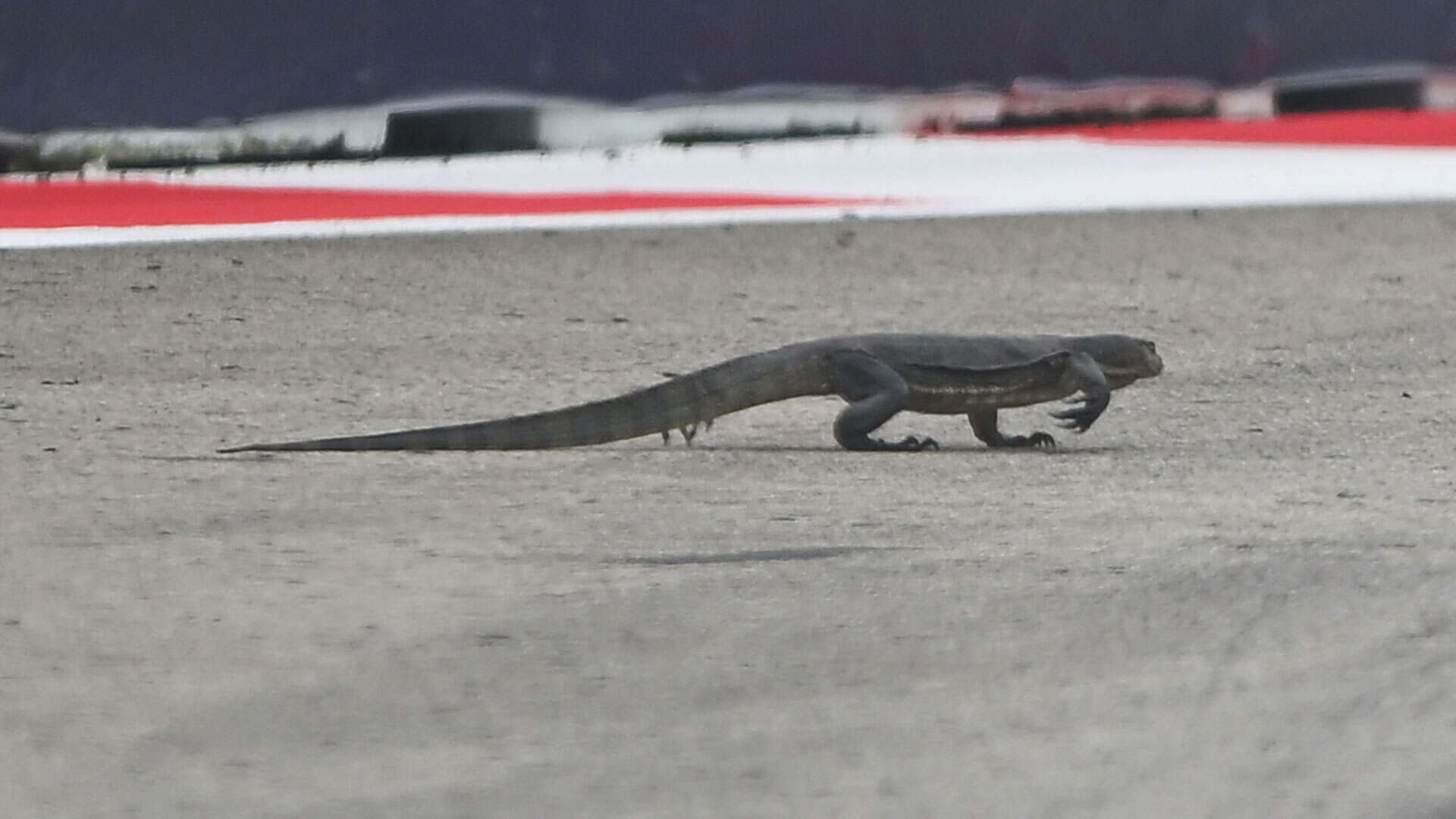 F1 red flagged as GIANT 'DRAGON' evades stewards and forces drivers to swerve away