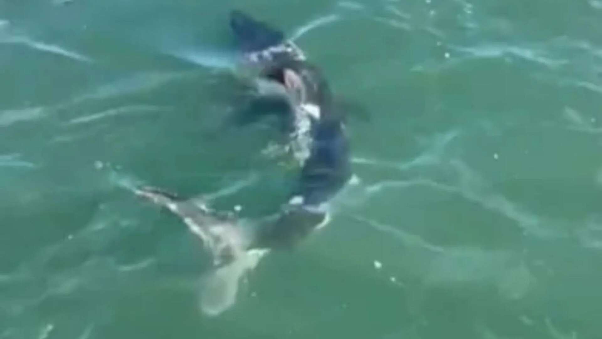 Terrifying moment revellers come face-to-face with 11ft SHARK in Yorkshire