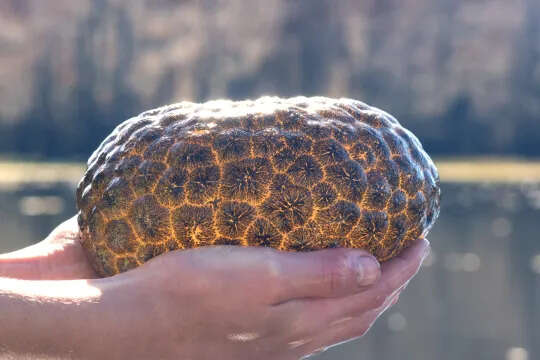 Creepy 'glowing' orange orb of hermaphrodite slime leaves experts baffled