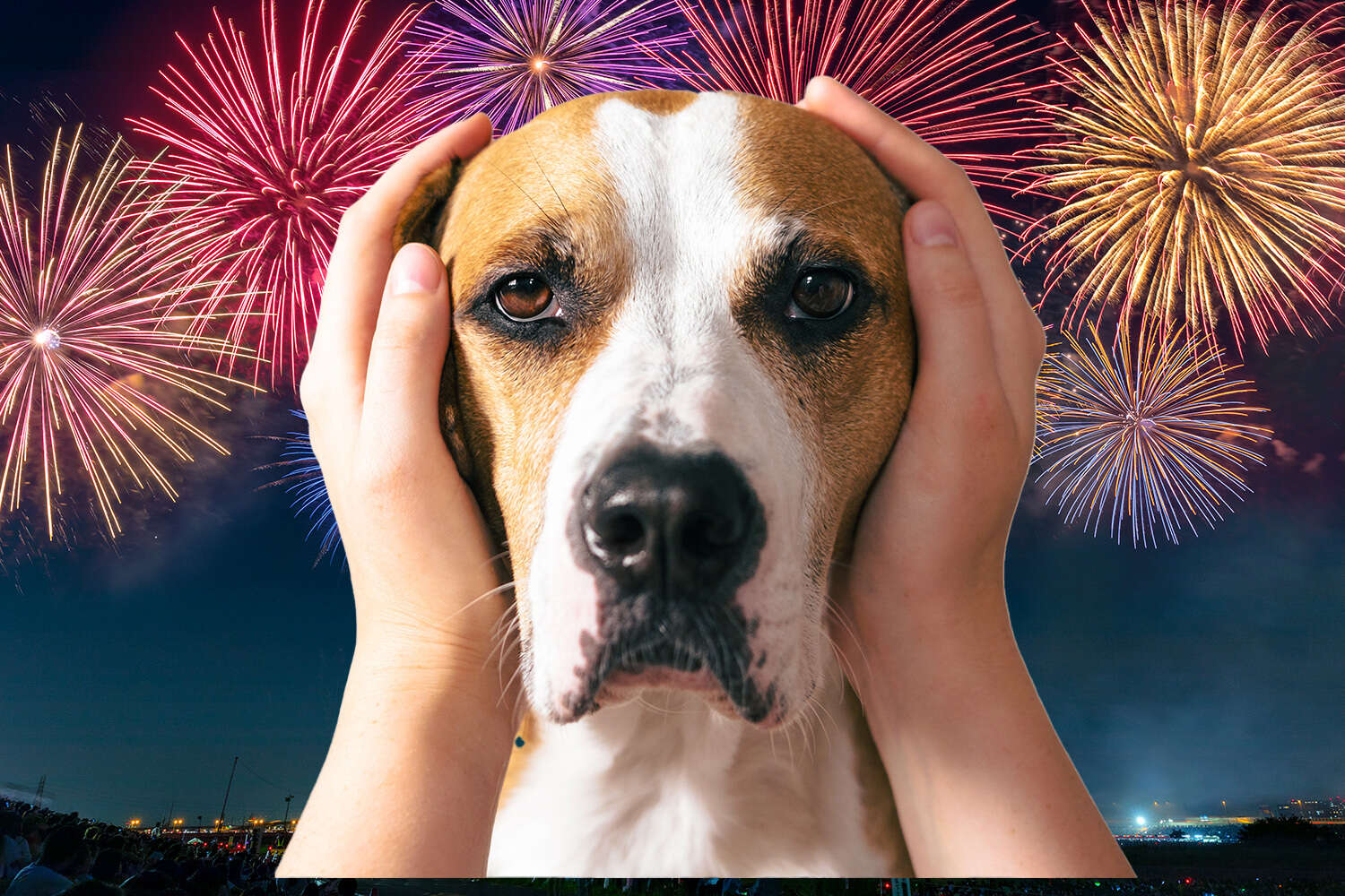 Top tips to prepare your pets for fireworks including sprays & calming apps