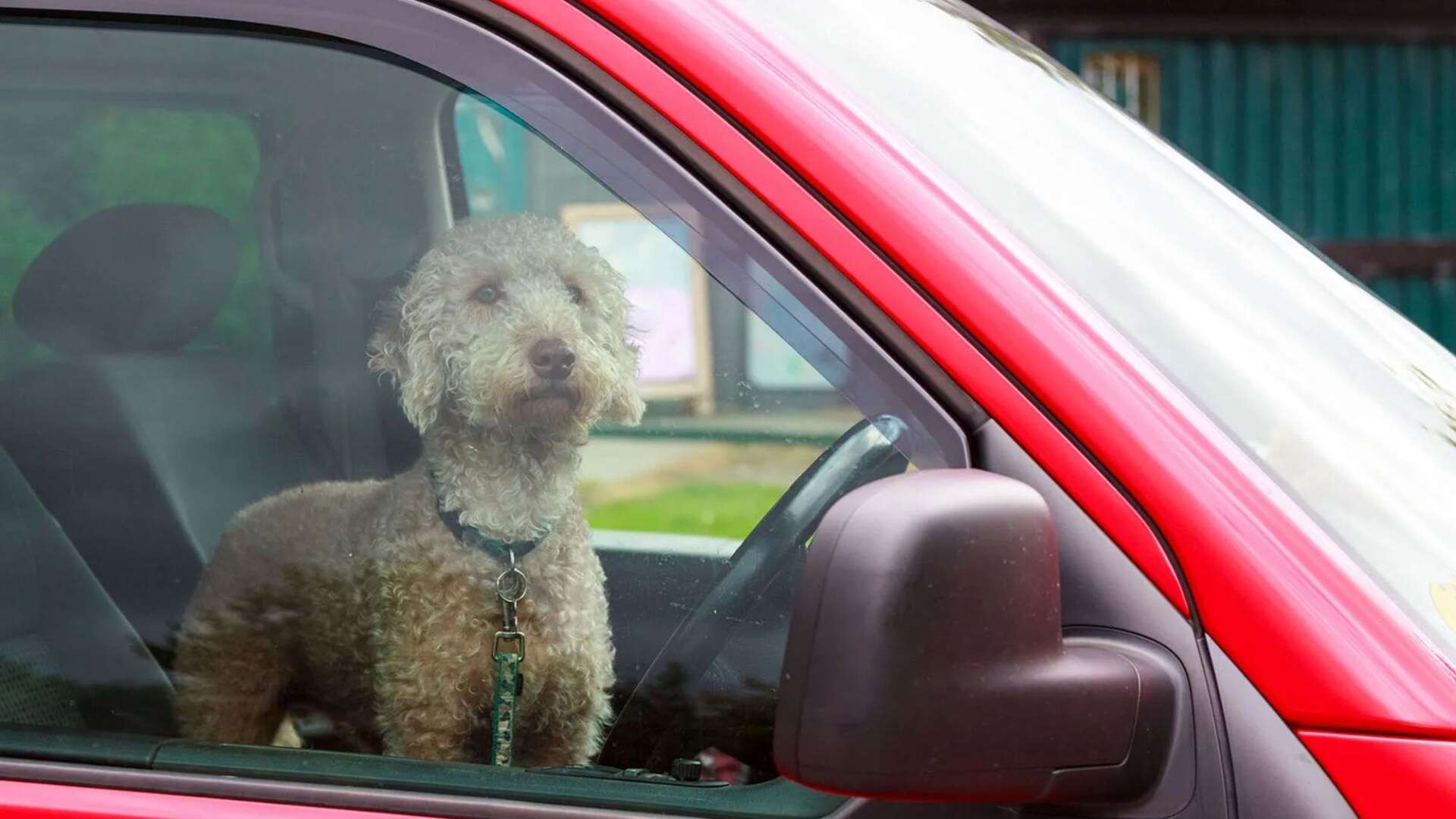 Expert reveals £8 B&M bargain that can help keep your pet calm & car clean