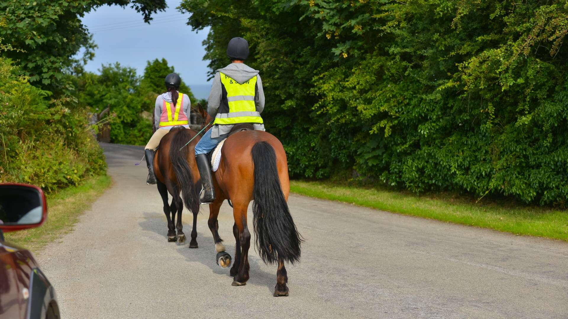 Promising racehorse dies after 'horrific' collision with car as rider injured