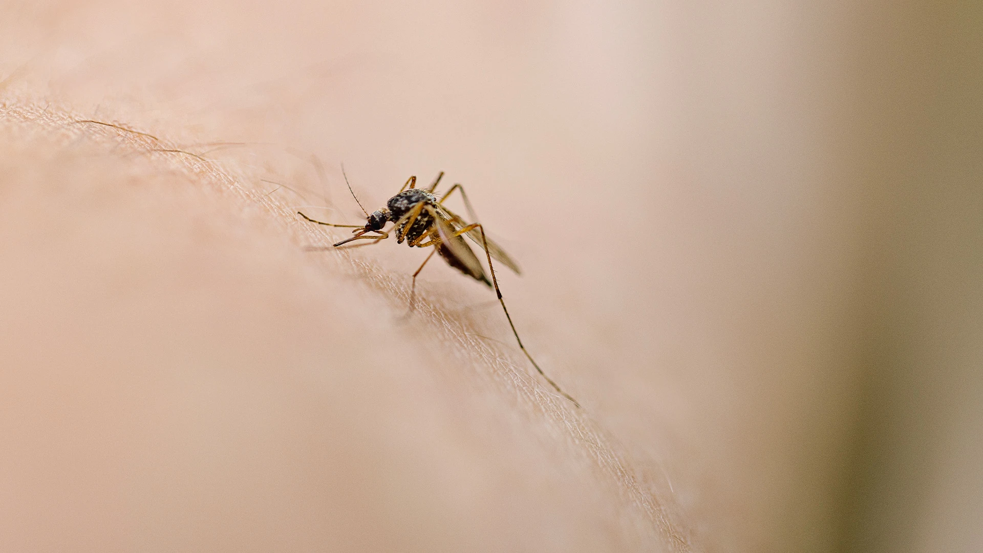 Secret mosquito 'sixth sense' lets them easily find skin - how to avoid bites