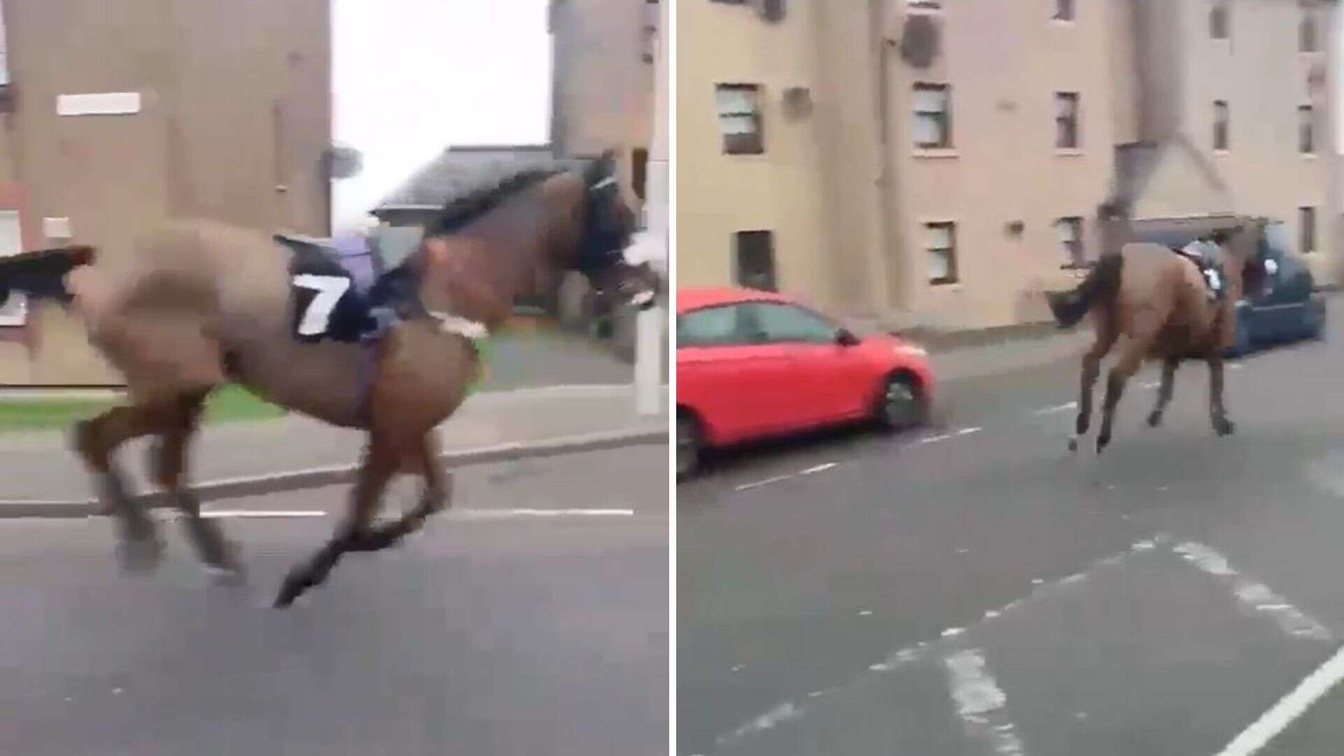 Watch runaway racehorse gallop two miles down main road after escaping track