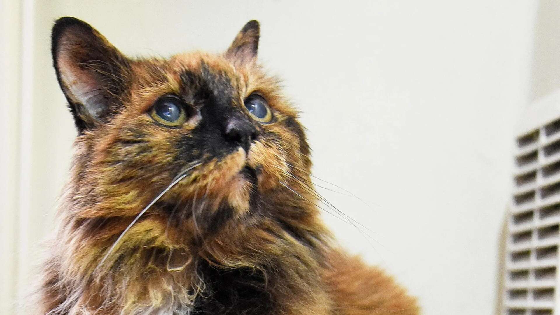 'Oldest cat in the world' dies aged 33 as owner shares secret to her long life