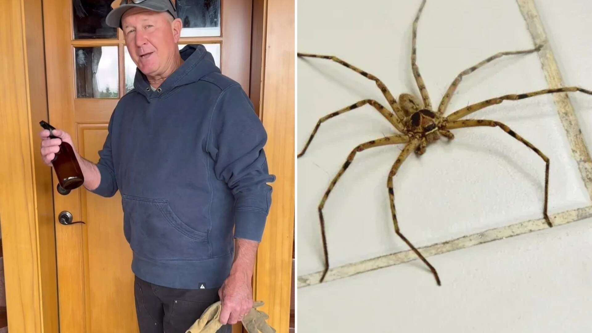 My tip stops spiders from 'invading' your home - all you need is a £1 Temu buy