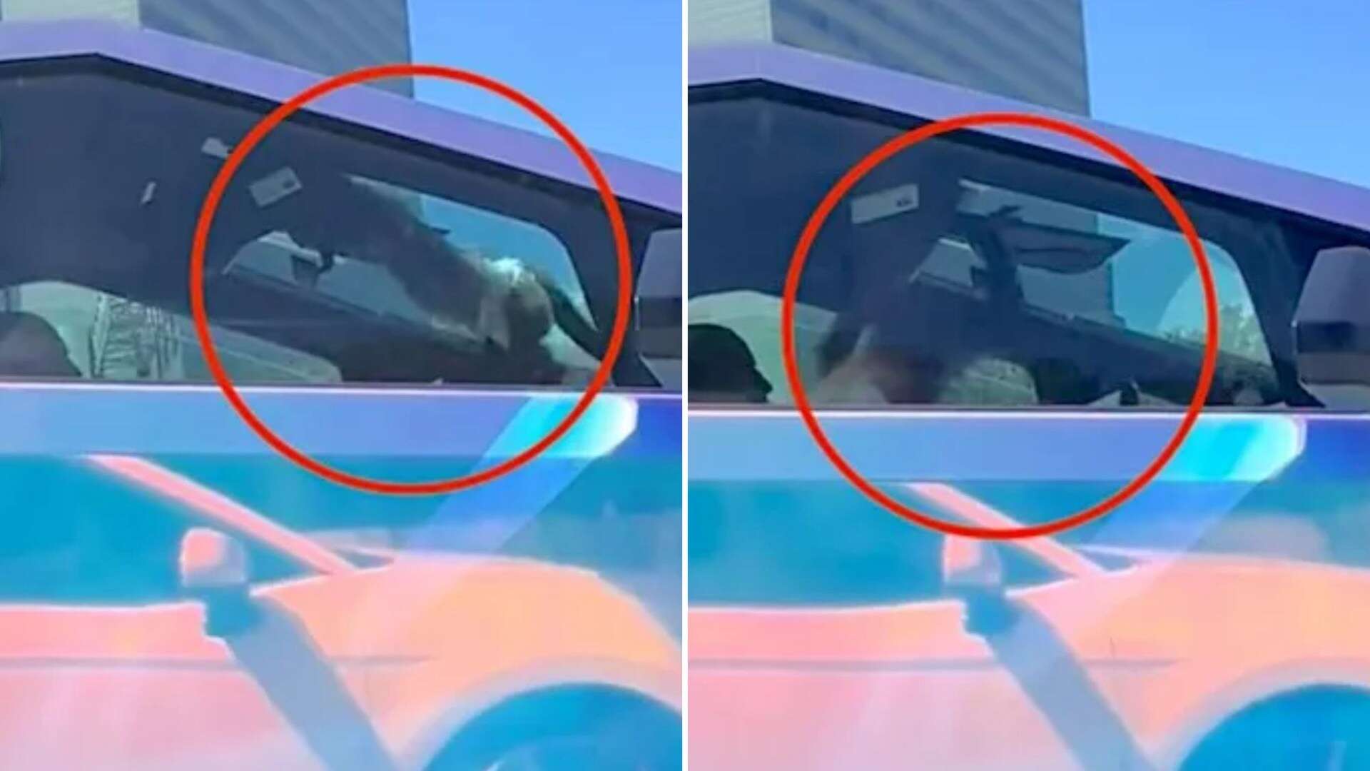 Bizarre moment driver spots a MONKEY swinging inside a Tesla Cybertruck