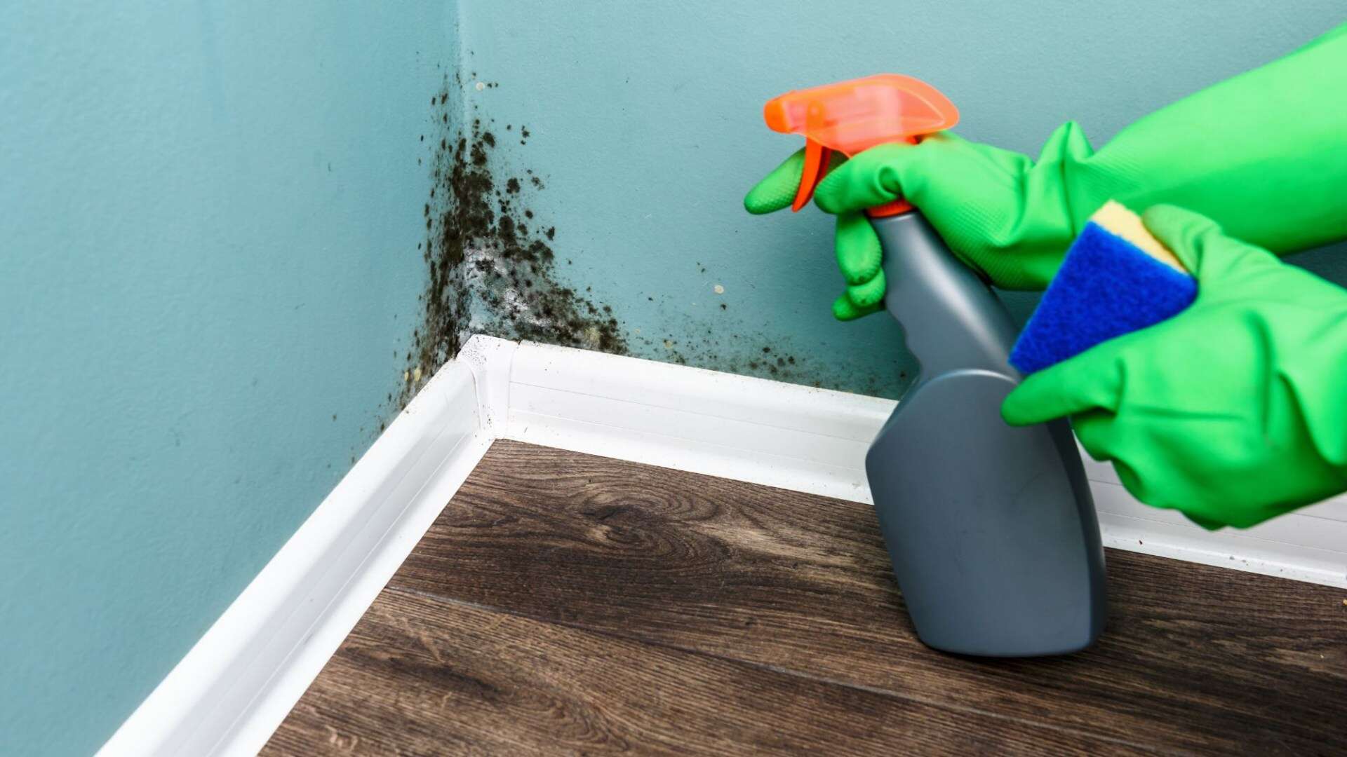 I’m a home expert - try these five £1 hacks to banish mould and condensation