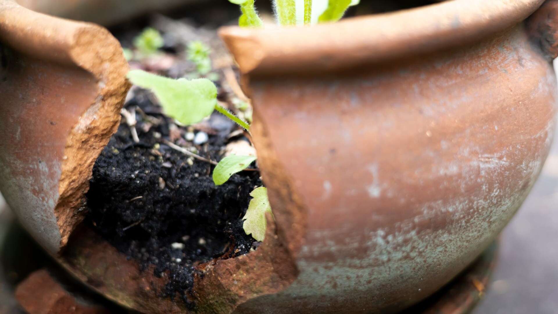 Gardener reveals jobs to quit if you don't want your plant pots to crack