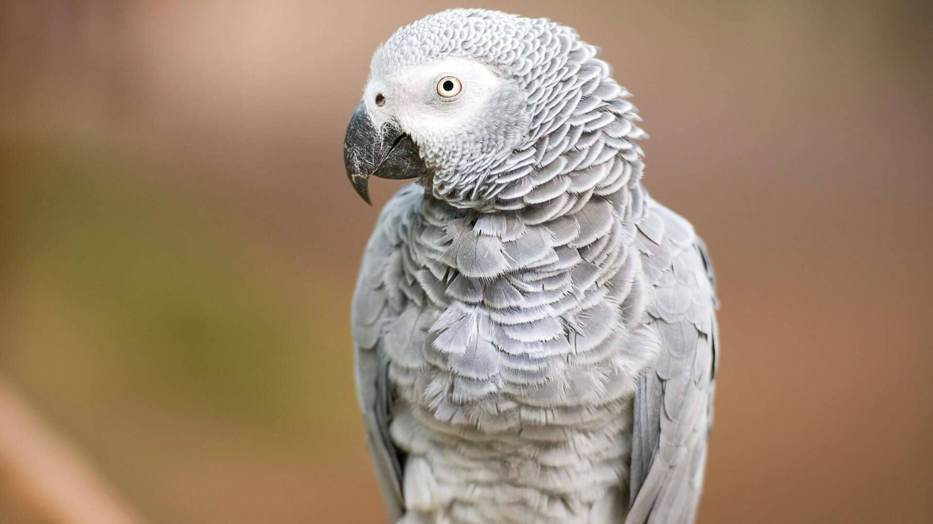 Judi Dench left red-faced after her parrot turns air blue with X-rated slurs