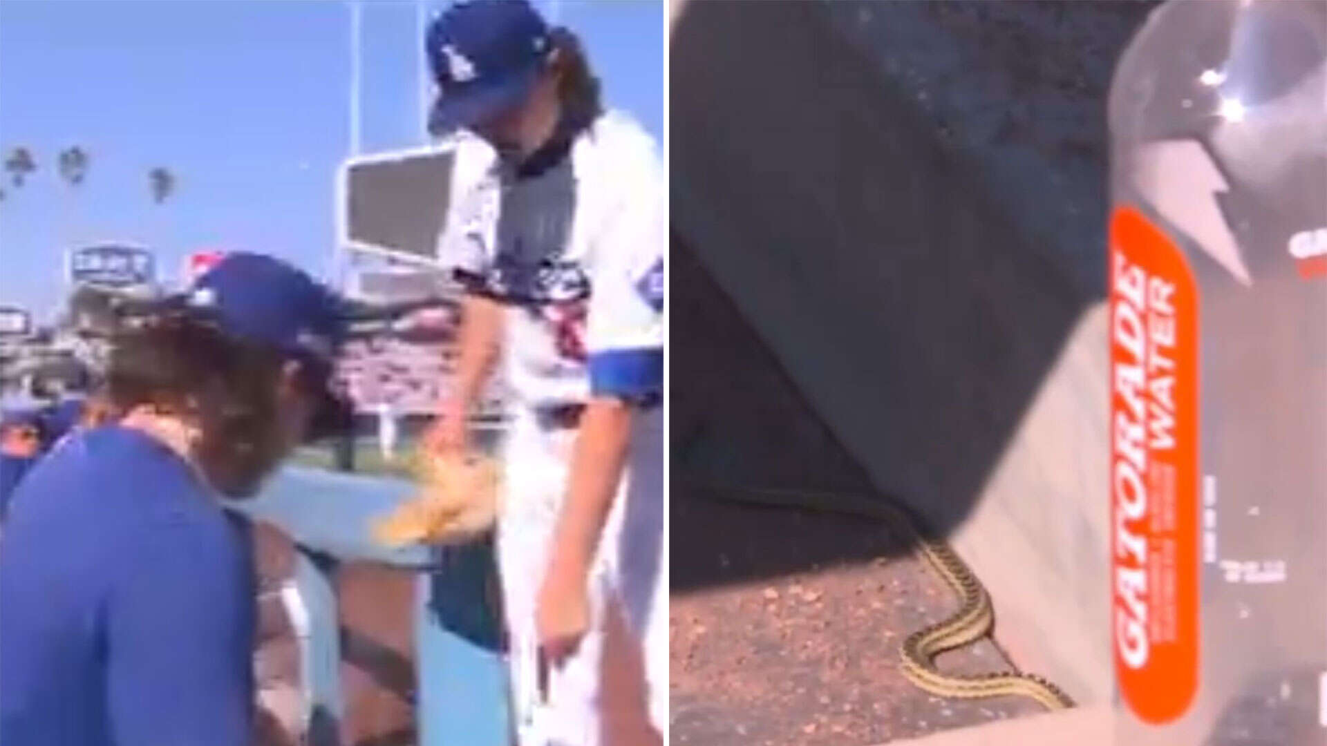 Watch snake invade LA Dodgers' dugout forcing pitcher to abruptly stop