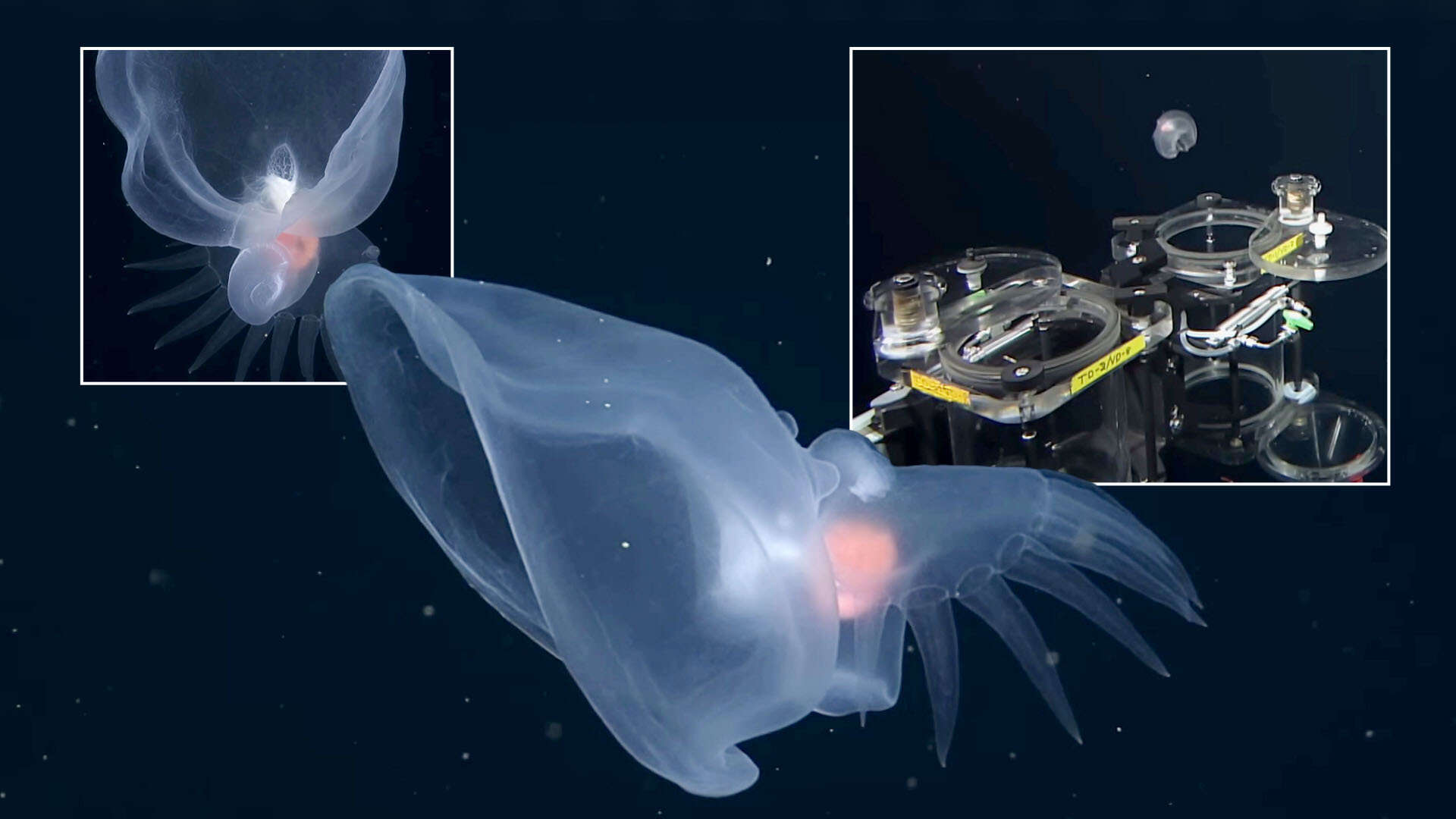 Ghostly deep-sea SLUG discovered by scientists with Venus fly trap mouth