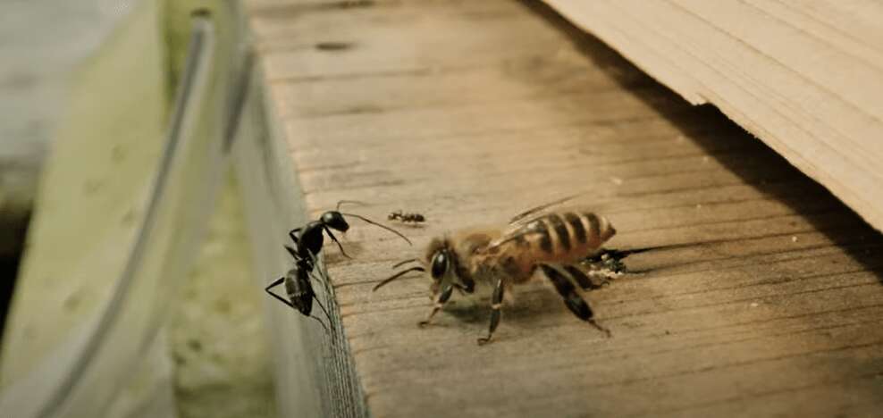 Bees found SLAPPING ants & sending them flying in a new attempt to protect nests