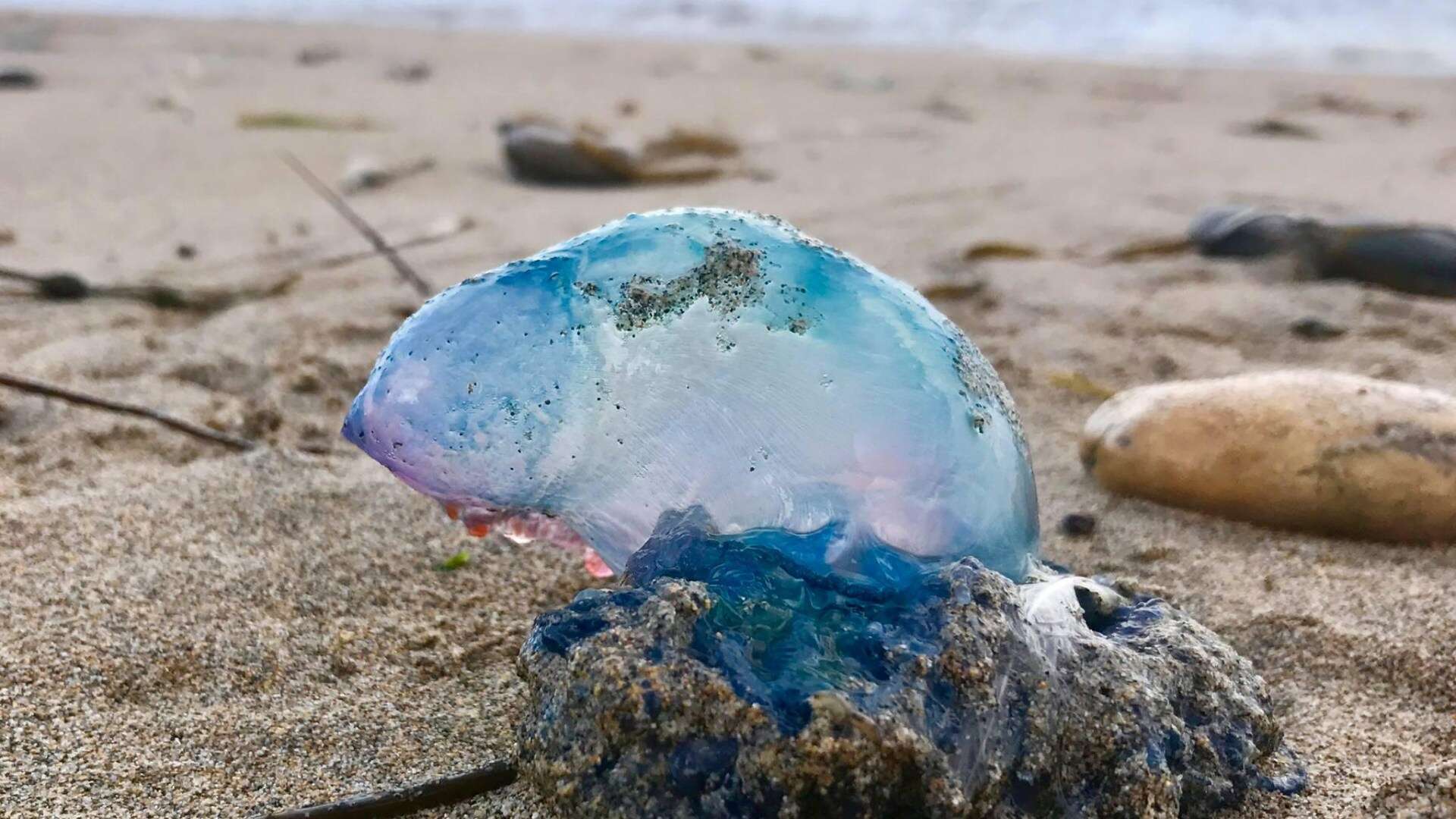 Brits warned over rising number of venomous Portuguese man o' war on UK beaches