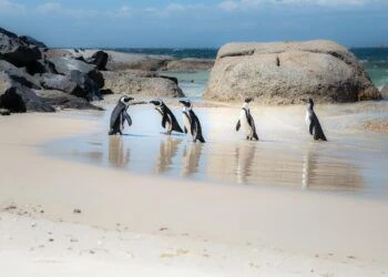 Meet the penguins of Boulders Beach in new Netflix series, ‘Penguin Town’