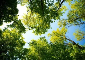 Sponsor a tree in your dad’s name this Father’s Day