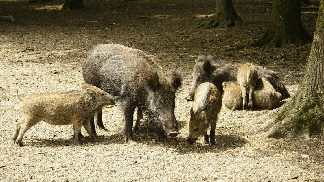 Как дикие кабаны могли попасть в Нур-Султан, рассказали в Минэкологии