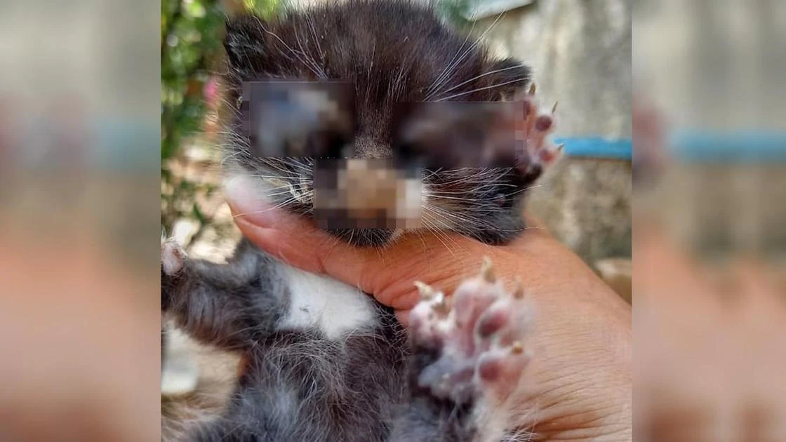Котенку залили клеем глаза, уши, рот и нос в южной столице (фото, 18+)