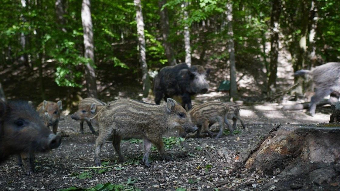 Стадо диких кабанов разгуливало по улицам Нур-Султана