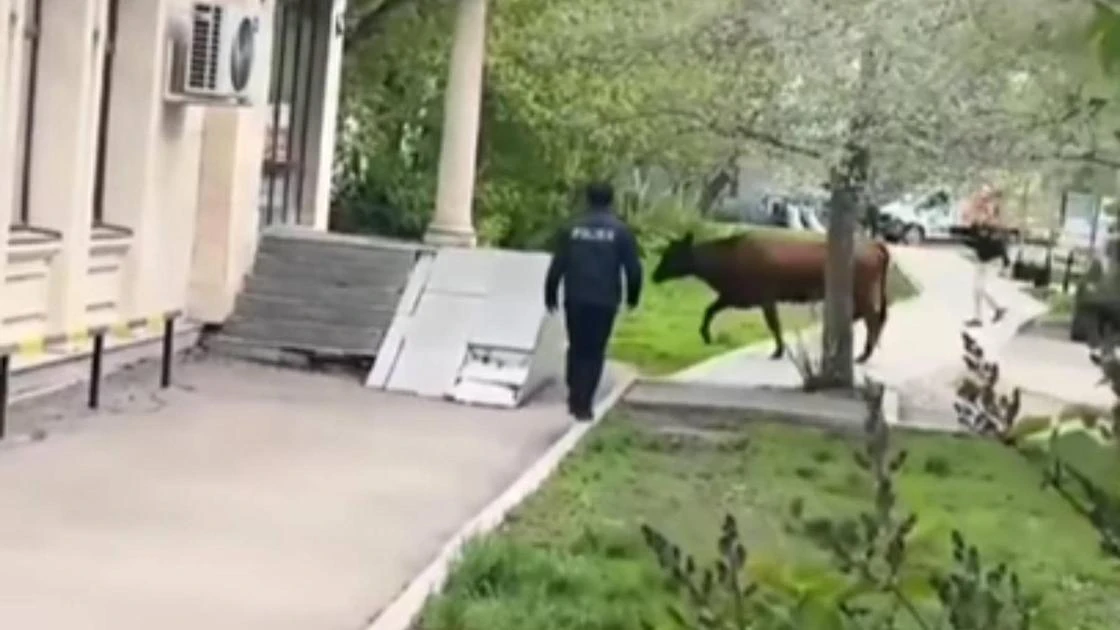 Ловлю быка полицейскими в центре Астаны засняли прохожие (видео)
