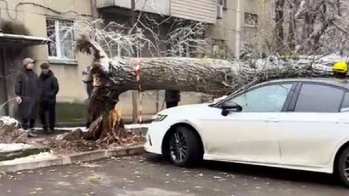 Дерево рухнуло на несколько авто в Алматы (видео)