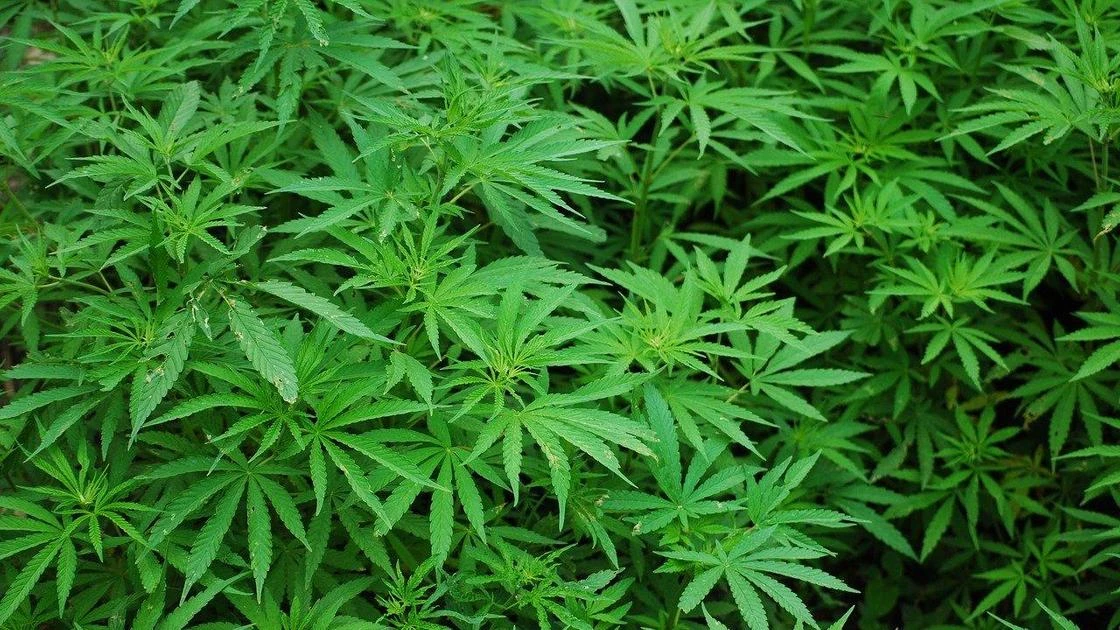 Наркотики и патроны нашли в доме жителя Атырауской области