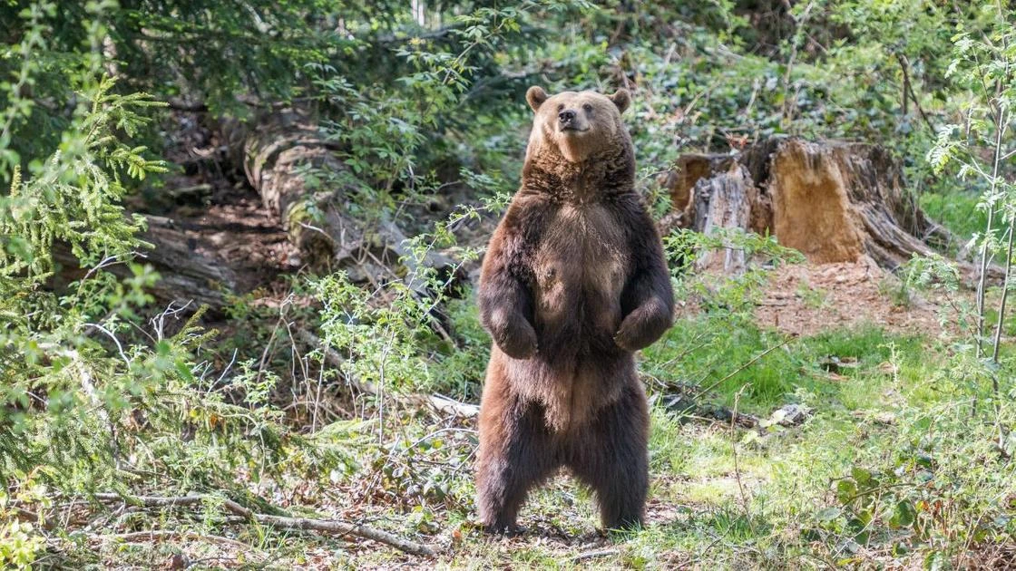 Побег туристов от медведя рассмешил очевидцев