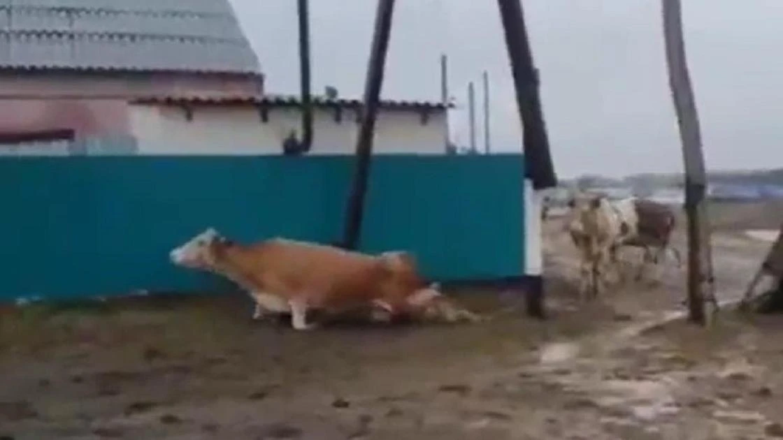 Сельчане сняли на видео, как коров бьет током в пригороде Уральска