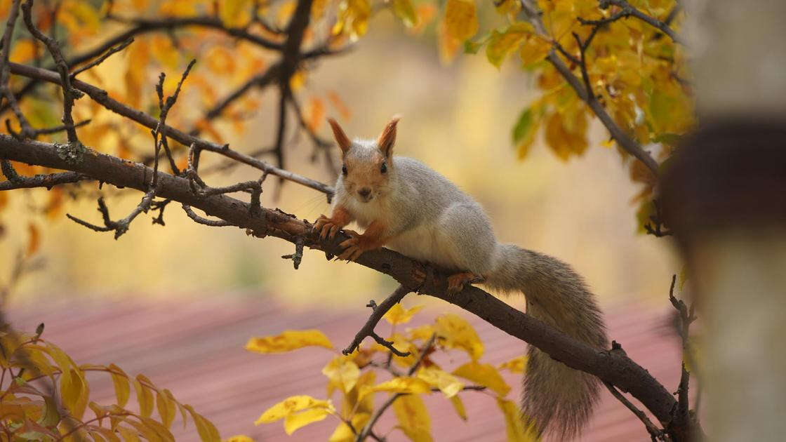 Осенью тоже красиво: как поменялся Алматы с приходом золотой поры (фото)