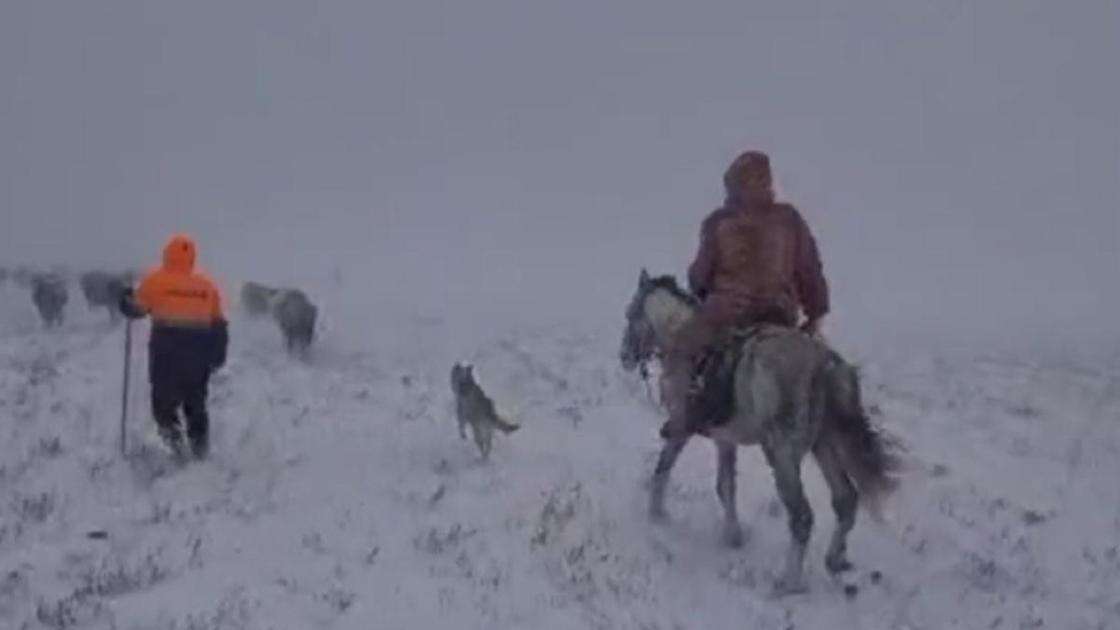 Пастух потерялся во время метели в Актюбинской области (видео)