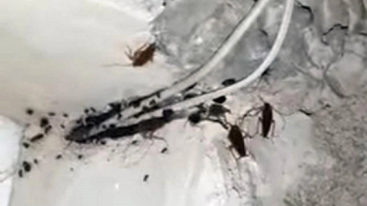 Жители многоэтажки в Актау пожаловались на нашествие тараканов (видео)
