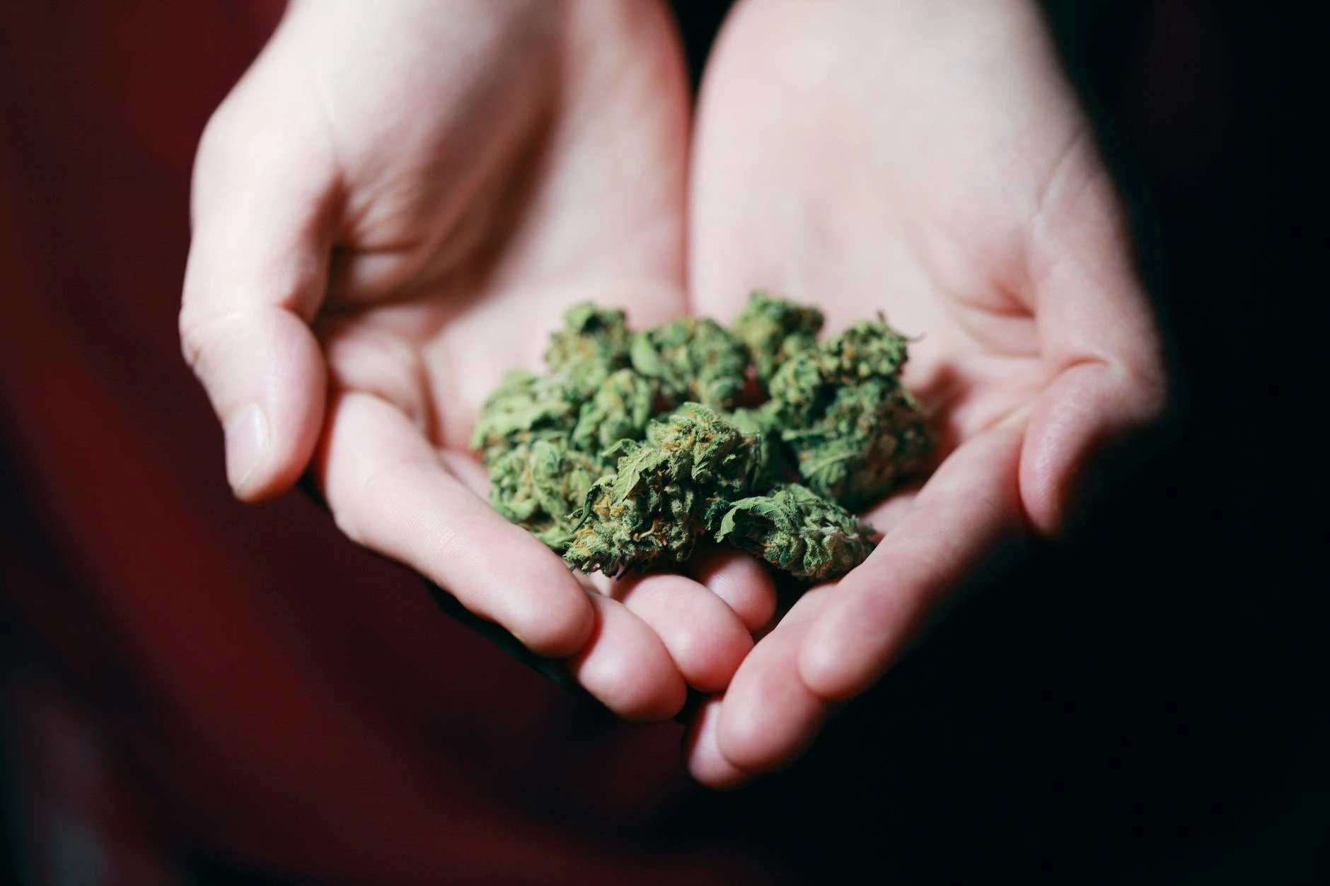 Marihuana medyczna wytwarzana w Polsce? Sejm ma zająć się zmianami w tej sprawie