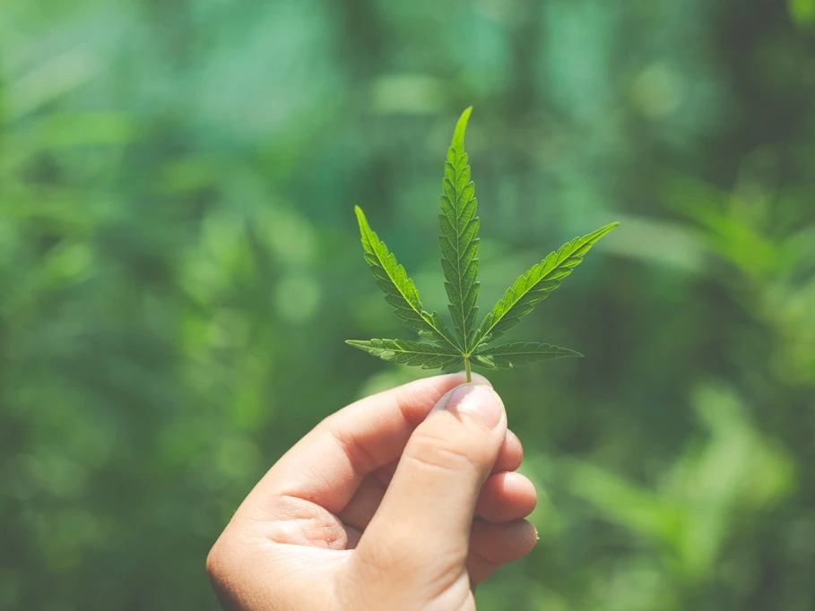 Znany neurolog o medycznej marihuanie: Trzeba uważać, ale efekt placebo może wiele zdziałać