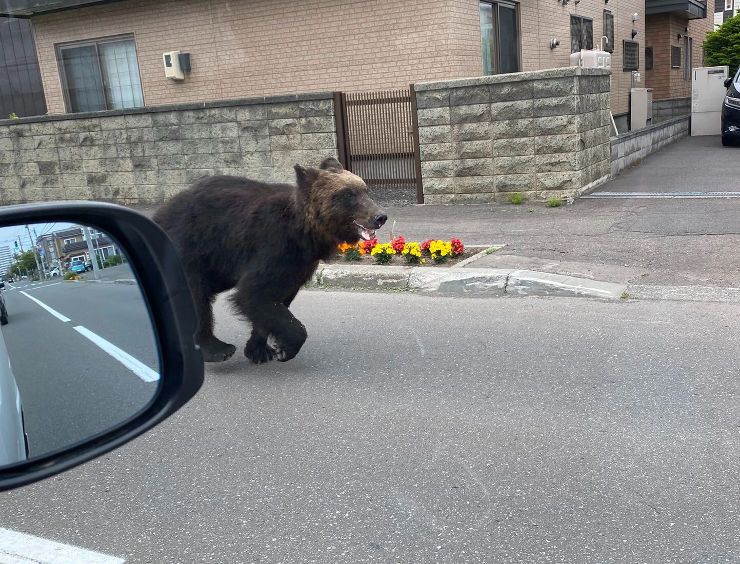 Japonia. Szarża niedźwiedzia po ulicach miasta. Ranił cztery osoby
