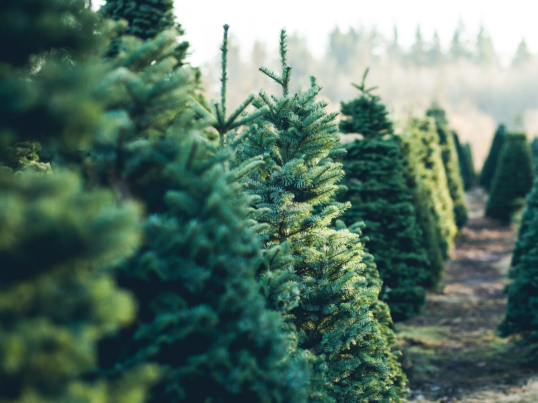 Choinka w doniczce, dużo lepsza niż cięte drzewko
