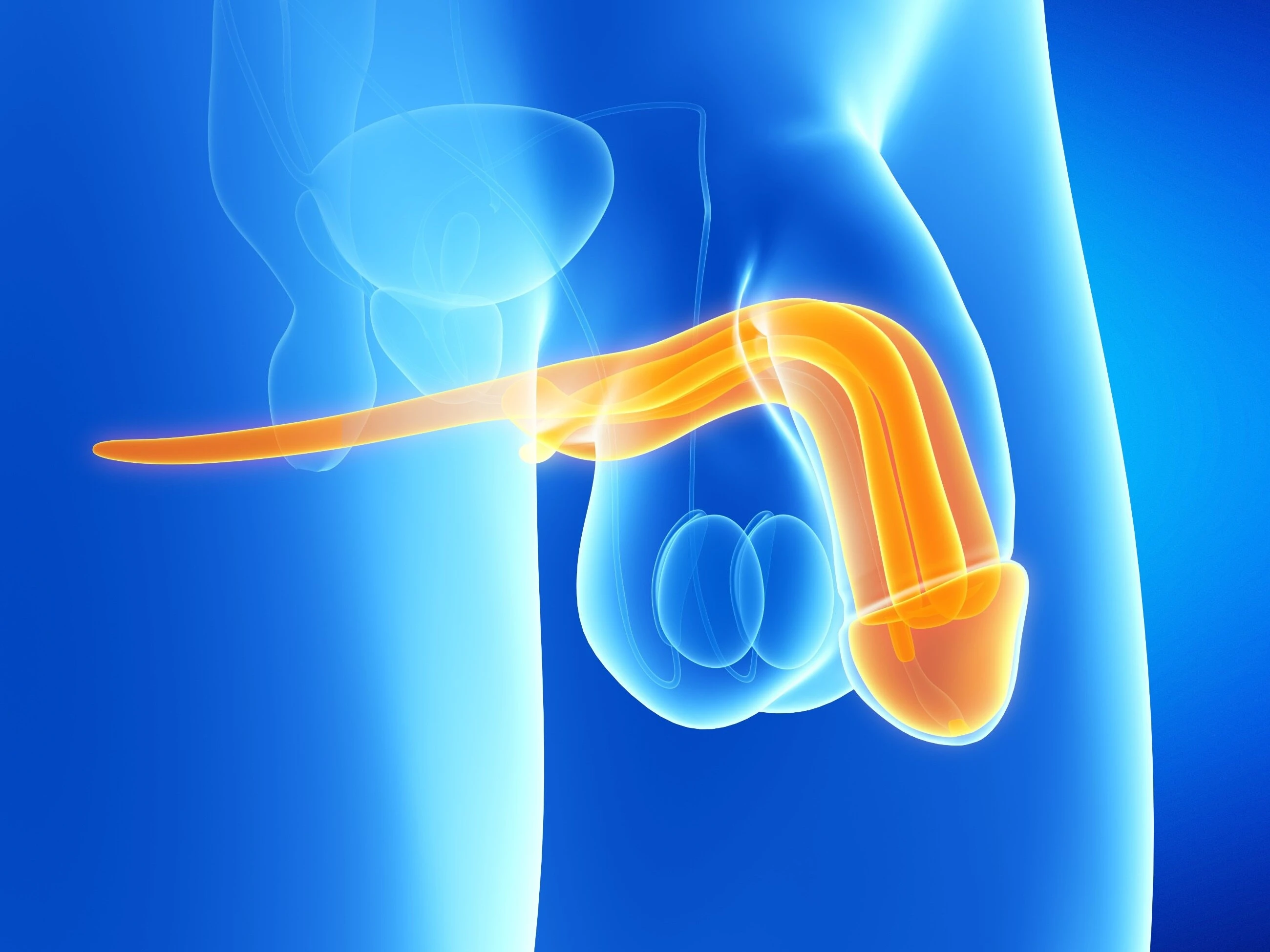 Penis – budowa, funkcje i najczęstsze choroby