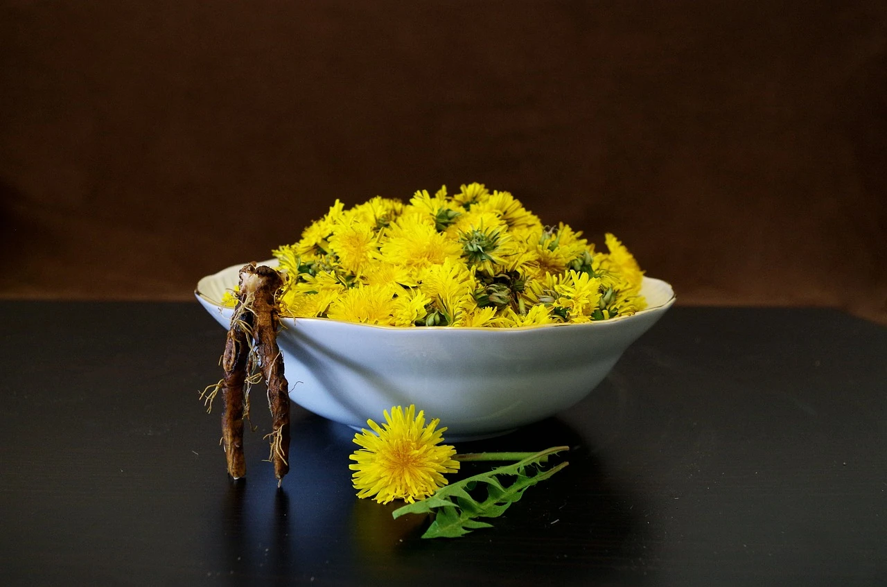 Zioła na dnę moczanową – wspomóc skuteczność terapii podstawowej