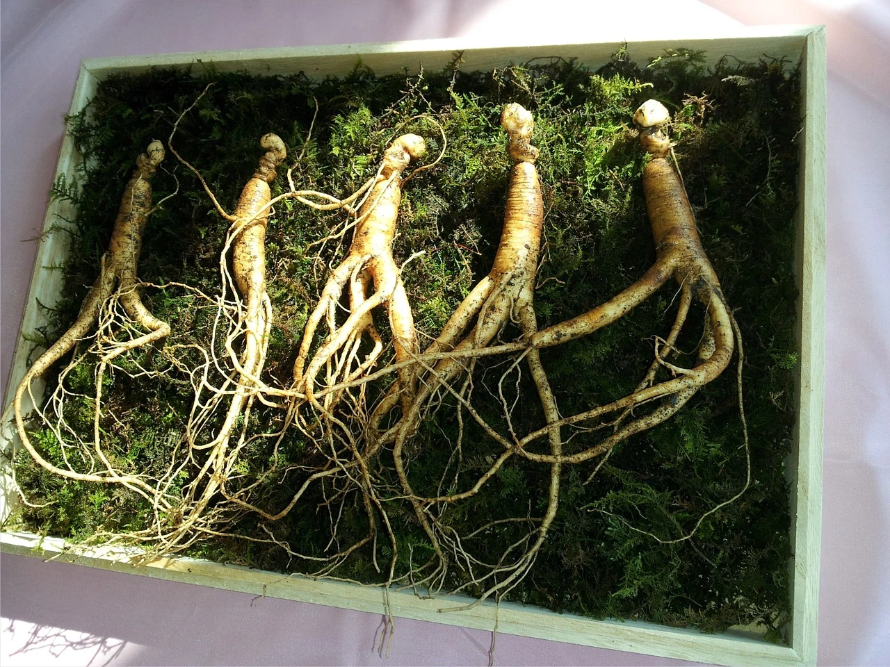 6 substancji naturalnie regenerujących wątrobę. Ich działanie potwierdziła nauka