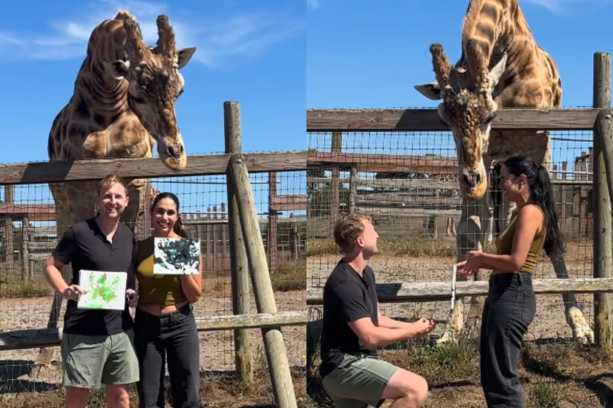 Vídeo: girafa ajuda homem a pedir namorada veterinária em casamento
