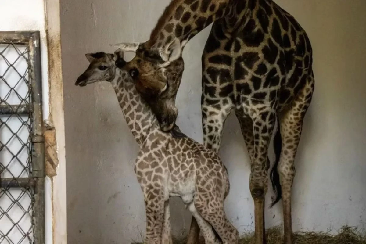 Veja nome escolhido pelo público para bebê girafa nascido no Zoo de SP