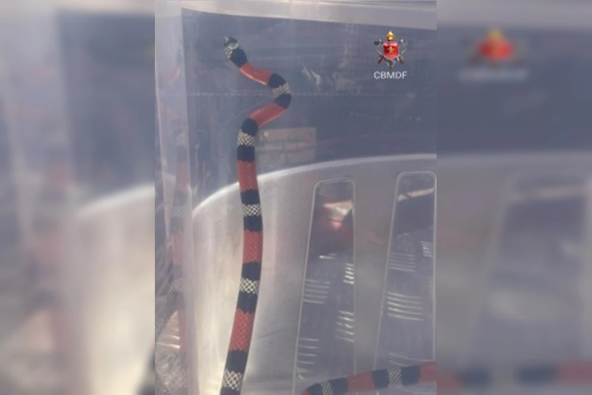 Cobra é resgatada por bombeiros em unidade militar do DF. Vídeo