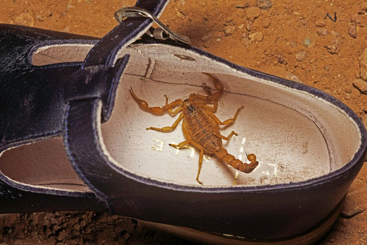 Encontrei um escorpião! E agora? Biólogo orienta sobre o que fazer