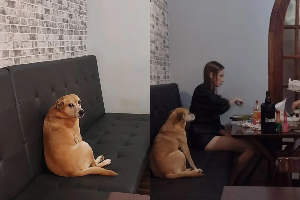 Luna, a vira-lata caramelo que virou atração em pub de Santa Catarina